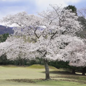 Cherry Blossom Tree, Elegant Spring Blooms for Your Garden, 6 to 10 Inch Tall, 2.5 Inch Pot