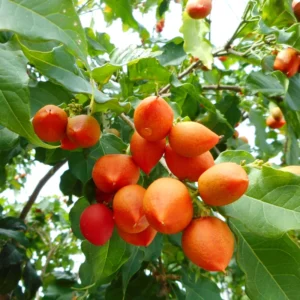 Peanut Butter Fruit Plant - Bunchosia glandulifera, Sweet, Nutty Flavors for Your Garden