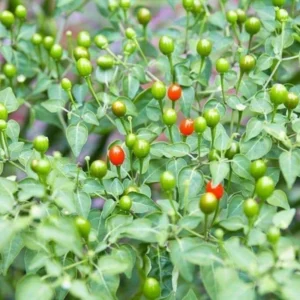 Chiltepin Pepper Plants, Native Wild Hot Peppers Plant, 4 Inch Pot