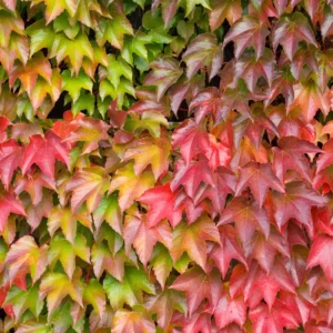 Boston Ivy Vine Plant, 2.5 Inch Pot Fast-Growing Vine for Fences & Walls