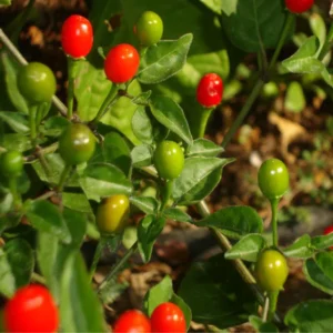 Chiltepin Pepper Plants, Native Wild Hot Peppers Plant, 4 Inch Pot