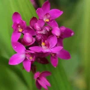 Ground Orchid Plant, Spathoglottis Plicata, Easy to Grow Tropical Flowers, 4 Inch Pot
