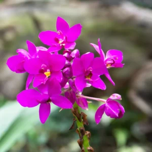 Ground Orchid Plant, Spathoglottis Plicata, Easy to Grow Tropical Flowers, 4 Inch Pot