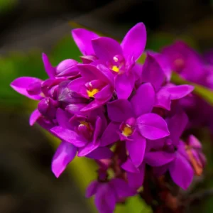 Ground Orchid Plant, Spathoglottis Plicata, Easy to Grow Tropical Flowers, 4 Inch Pot