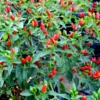 Pequin Pepper Plants, Native Wild Hot Peppers Plant, 4 Inch Pot