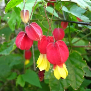 Abutilon Chinese Lantern Flowering Maple Plant, Abutilon megapotamicum, Red Flowers - 3 Inch Pot