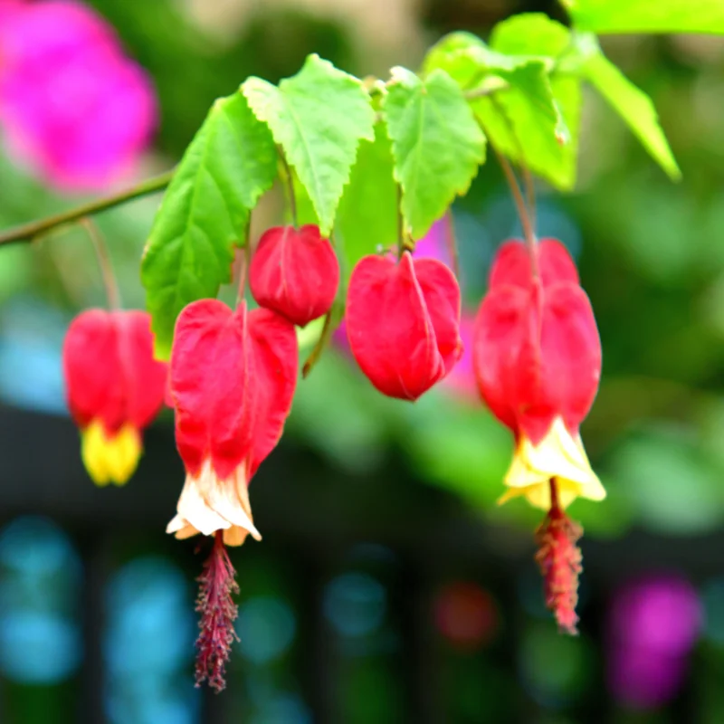 Abutilon Chinese Lantern Flowering Maple Plant, Abutilon megapotamicum, Red Flowers - 3 Inch Pot