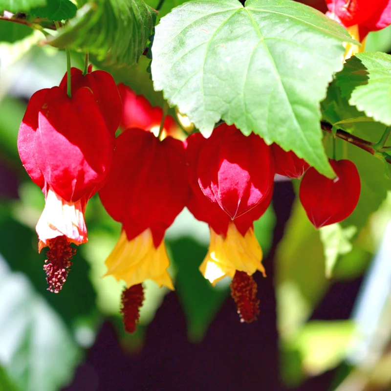Abutilon Chinese Lantern Flowering Maple Plant, Abutilon megapotamicum, Red Flowers - 3 Inch Pot
