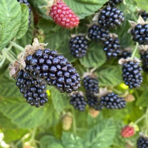 Marionberry Plant, Sweet Berries Blackberry x Raspberry Plant