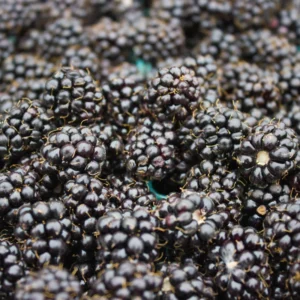 Marionberry Plant, Sweet Berries Blackberry x Raspberry Plant