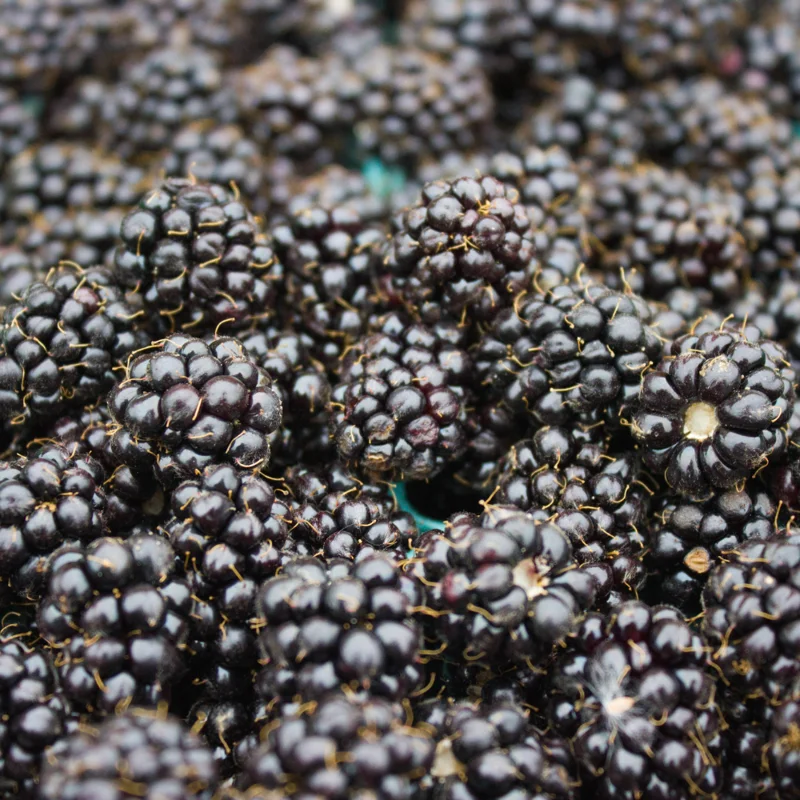 Marionberry Plant, Sweet Berries Blackberry x Raspberry Plant