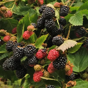 Marionberry Plant, Sweet Berries Blackberry x Raspberry Plant