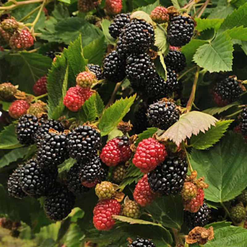Marionberry Plant, Sweet Berries Blackberry x Raspberry Plant