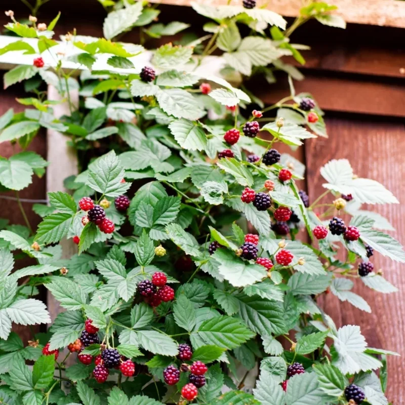 Marionberry Plant, Sweet Berries Blackberry x Raspberry Plant