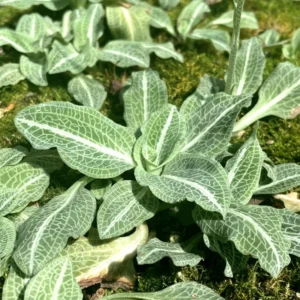 Rattlesnake Plantain Orchid Plant, Rare Orchid