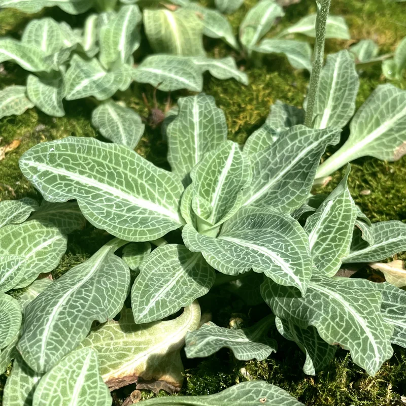 Rattlesnake Plantain Orchid Plant, Rare Orchid
