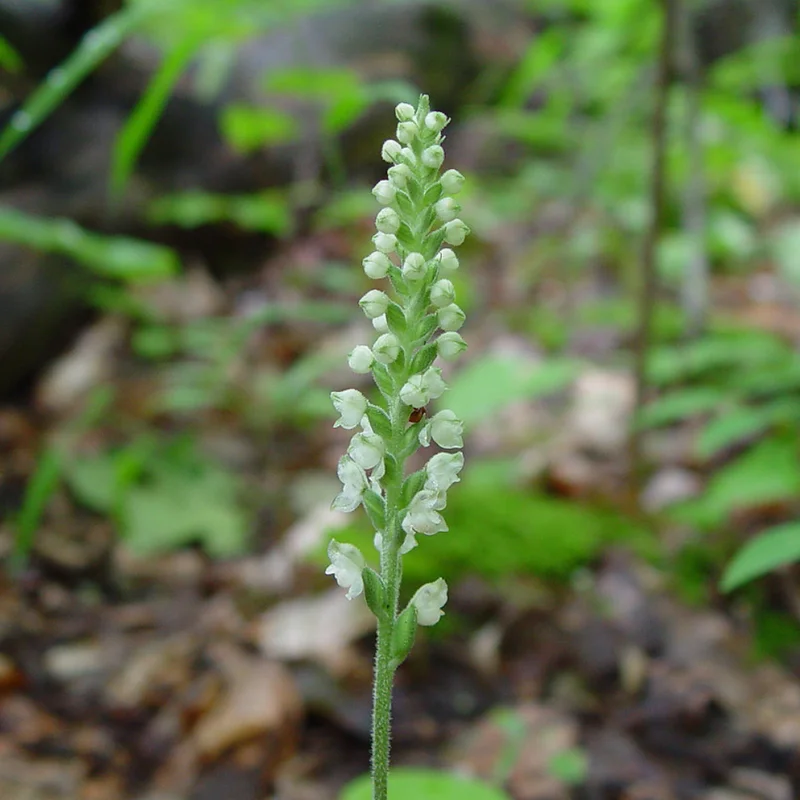 Rattlesnake Plantain Orchid Plant, Rare Orchid