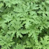 Citronella Mosquito Plant - Natural Insect Repellent for Your Garden