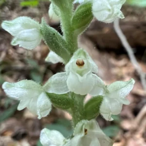 Rattlesnake Plantain Orchid Plant, Rare Orchid