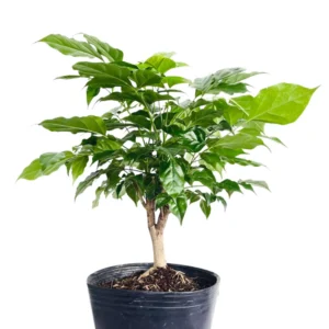 China Doll Plants, Radermachera sinica - Low-Maintenance Indoor Houseplant - 4 Inch Pot