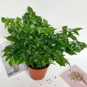 China Doll Plants, Radermachera sinica - Low-Maintenance Indoor Houseplant - 4 Inch Pot