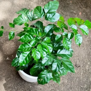 China Doll Plants, Radermachera sinica - Low-Maintenance Indoor Houseplant - 4 Inch Pot
