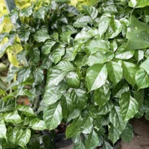 China Doll Plants, Radermachera sinica - Low-Maintenance Indoor Houseplant - 4 Inch Pot