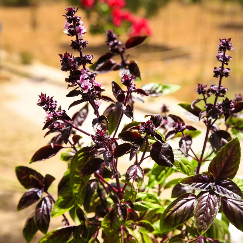 4 African Blue Basil Plants - Fresh Herb Plants for Your Vegetable Garden
