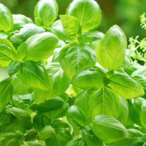 Transform Your Garden with 4 Sweet Basil Plants - Live Large Leaf Basil in 4-Inch Pots