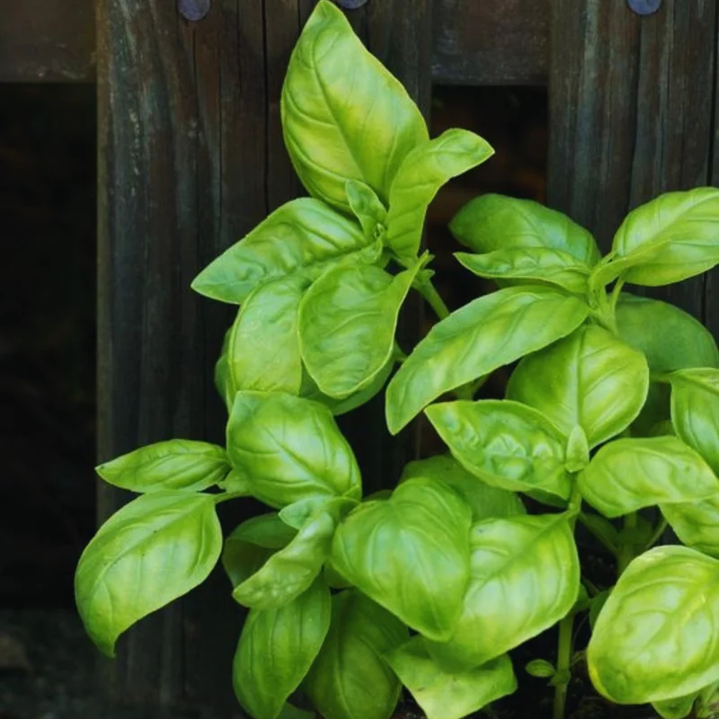 Transform Your Garden with 4 Sweet Basil Plants - Live Large Leaf Basil in 4-Inch Pots