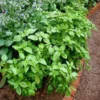 Transform Your Garden with 4 Sweet Basil Plants - Live Large Leaf Basil in 4-Inch Pots