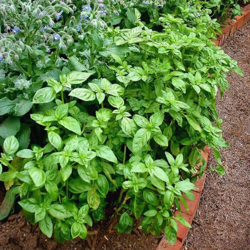 Transform Your Garden with 4 Sweet Basil Plants - Live Large Leaf Basil in 4-Inch Pots
