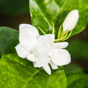 Elevate Your Garden with 2 Blooming Jasmine Plants - Maid of Orleans Sambac Jasmine, 4 to 6 Inches Tall