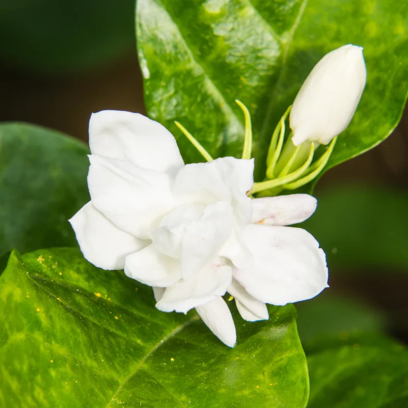 Elevate Your Garden with 2 Blooming Jasmine Plants - Maid of Orleans Sambac Jasmine, 4 to 6 Inches Tall