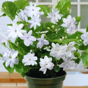 Elevate Your Garden with 2 Blooming Jasmine Plants - Maid of Orleans Sambac Jasmine, 4 to 6 Inches Tall