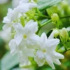 Elevate Your Garden with 2 Blooming Jasmine Plants - Maid of Orleans Sambac Jasmine, 4 to 6 Inches Tall
