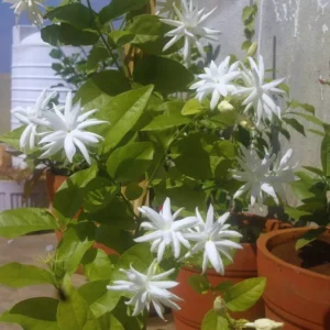 Enhance Your Garden with Jasmine Belle of India Plants - 2 Live White Jasmine Plants, 4 to 6 Inches Tall