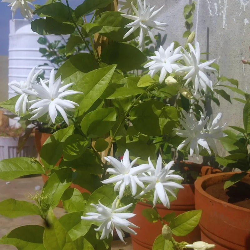 Enhance Your Garden with Jasmine Belle of India Plants - 2 Live White Jasmine Plants, 4 to 6 Inches Tall
