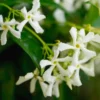 3 Blooming Jasmine Plants Live, Star Jasmine Live Plant, 4 to 7 Inc Tall, Live Jasmine Plants Indoor Outdoor, Jasmine Tree Live Plants for Garden