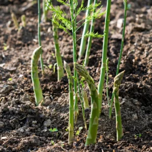 Mary Washington Asparagus Roots For Planting - Perennial Asparagus Plants Live for Vegetable Gardens - Choose Packs