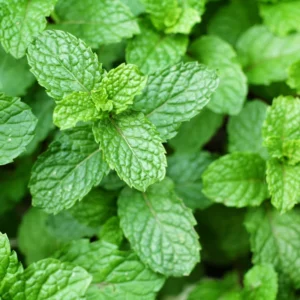 Peppermint Mint Plants Live Indoors Outdoors, Fresh Herb Mint Plant, Mint Plant Seeds, Live Peppermint Plant, Peppermint Plants For Outside Inside