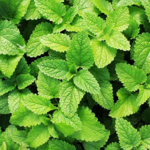 Spearmint Plants Live Indoors Outdoors, Fresh Herb Mint Plant, Mint Plant Seeds, Herb Plants Live In Pot, Fresh Mint Plant, Potted Mint