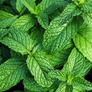 Strawberry Mint Plants Live Indoors Outdoors, Herb Plants Live In Pot, Fresh Herb Mint Plant, Potted Mint