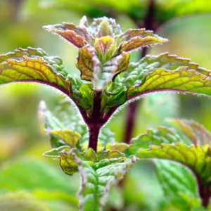 Chocolate Mint Plants Live Indoors Outdoors, Chocolate Mint Live Plant Fresh Herb Mint Plant, Chocolate Mint Plant, Fresh Herb Mint Plant, Potted Mint