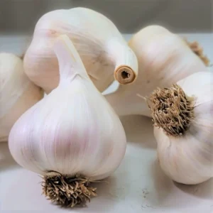 Garlic Bulbs For Planting, Seed Garlic Bulbs, 4 Bulbs - Early Italian Garlic