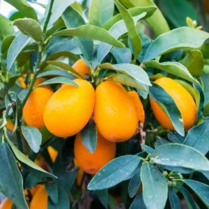 Grafted Live Kumquat Tree Live Plant, 2 Feet Tall, Gallon Pot, Can't Ship to CA, Nagami Kumquat Plant