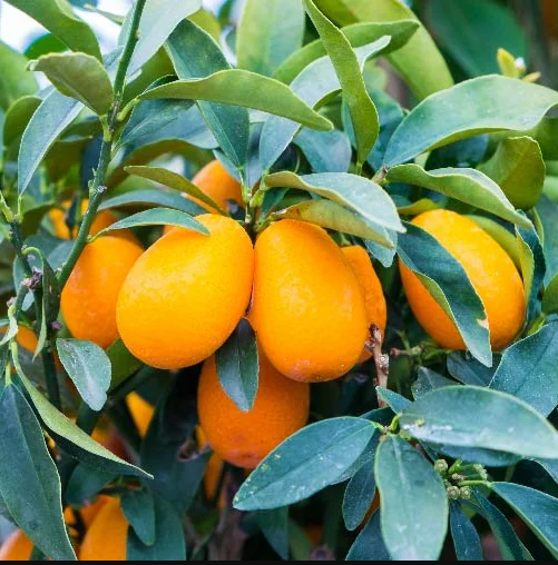 Grafted Live Kumquat Tree Live Plant, 2 Feet Tall, Gallon Pot, Can't Ship to CA, Nagami Kumquat Plant
