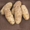 2 Pound Seed Potatoes, Potato Seeds For Planting, Seed Potatoes For Fall Spring Planting , Seed Potatoes For Planting, Potato Seeds, Russet Potatoes