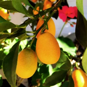 Grafted Live Kumquat Tree Live Plant, 2 Feet Tall, Gallon Pot, Can't Ship to CA, Nagami Kumquat Plant