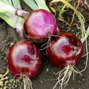 100 Onion Bulbs for Planting, Bulbing Onion Seeds, Onion Bulbs for Planting, Onion Sets, Bulk Onion Sets, Red Onion Bulbs